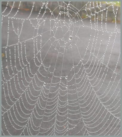 spiderweb