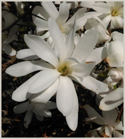 magnolia